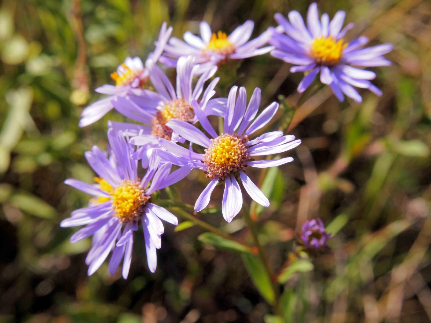 European  Michelmas Daisy flower